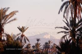 Image du Maroc Professionnelle de  La Palmeraie de Marrakech, au fond le mont Toubkal. Le palmier à Marrakech, c'est sacré, il fait partie des composantes majeures de l'identité de la ville, d’ailleurs depuis très longtemps, la loi sur les palmiers interdit formellement d'en couper, sous peine de très fortes amendes, Dimanche 17 Août 1997. Ce n’est pas le cas pour les autres car beaucoup d’arbres sont régulièrement victimes de massacre à la tronçonneuse dans la ville rouge. (Photo / Abdeljalil Bounhar) 